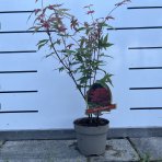 Javor dlaňolistý (Acer palmatum) ‘BENI MAIKO’- výška 40-60 cm, kont. C1.5L